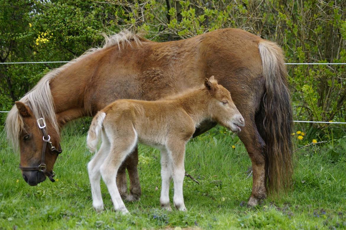 Shetlænder Dysagergaards Malaika - Her står hun sammen med hendes mor <3 billede 2