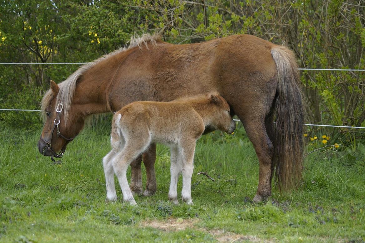 Shetlænder Dysagergaards Malaika billede 4