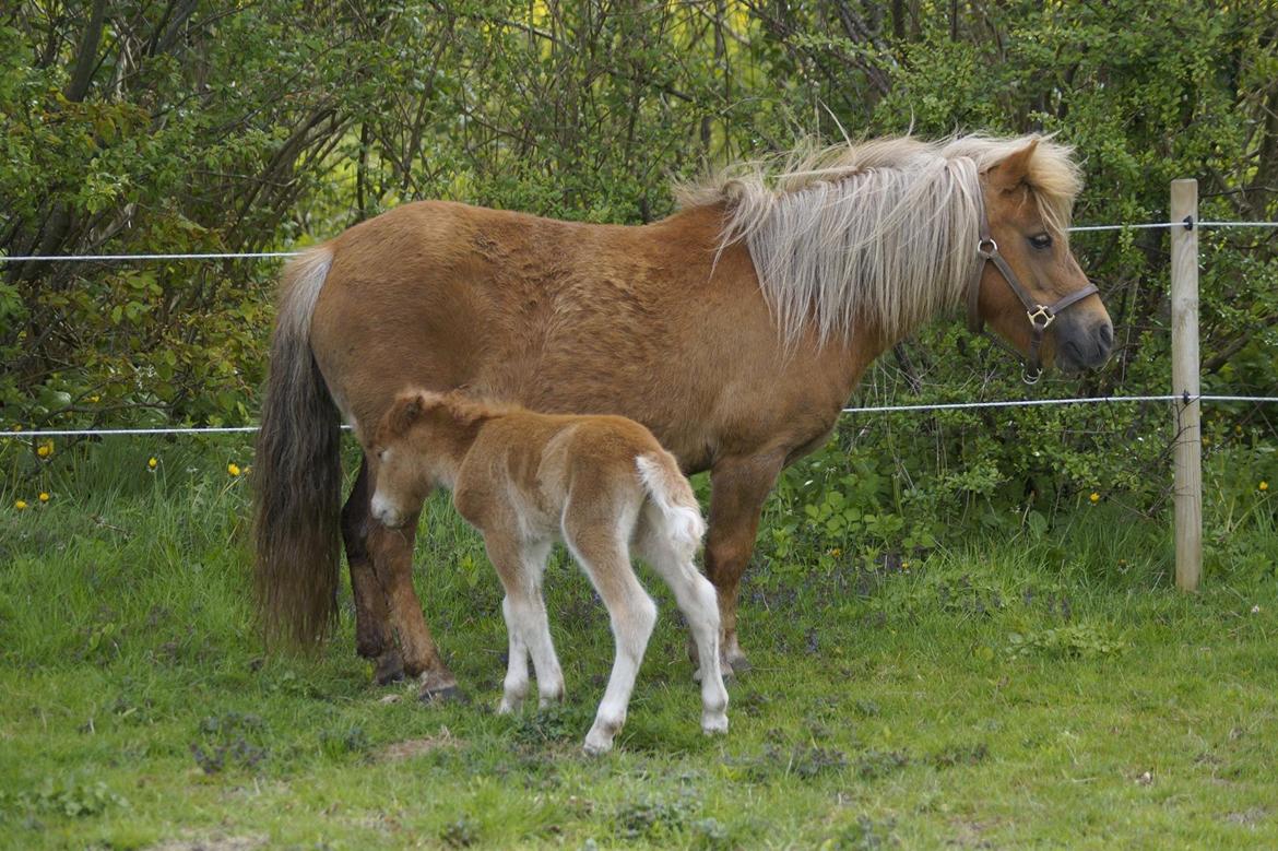 Shetlænder Dysagergaards Malaika billede 5