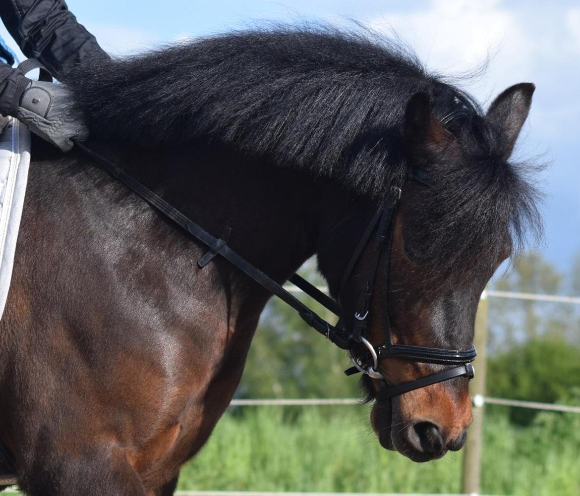 Anden særlig race Prins Ejgil billede 2