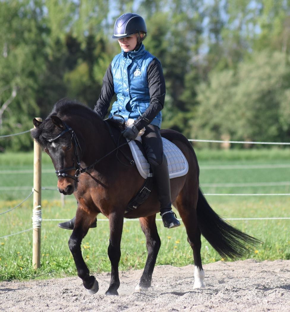 Anden særlig race Prins Ejgil billede 4