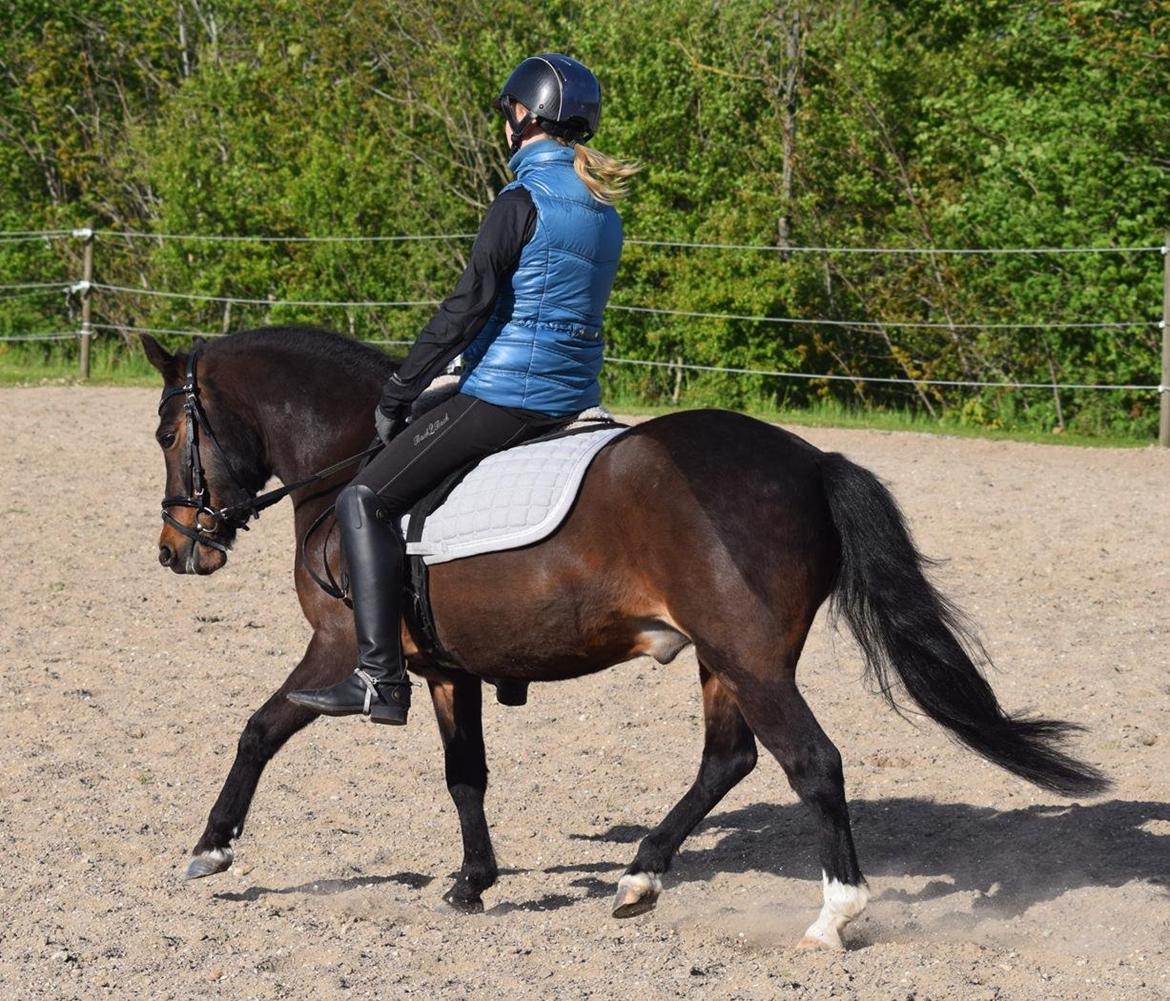 Anden særlig race Prins Ejgil billede 3