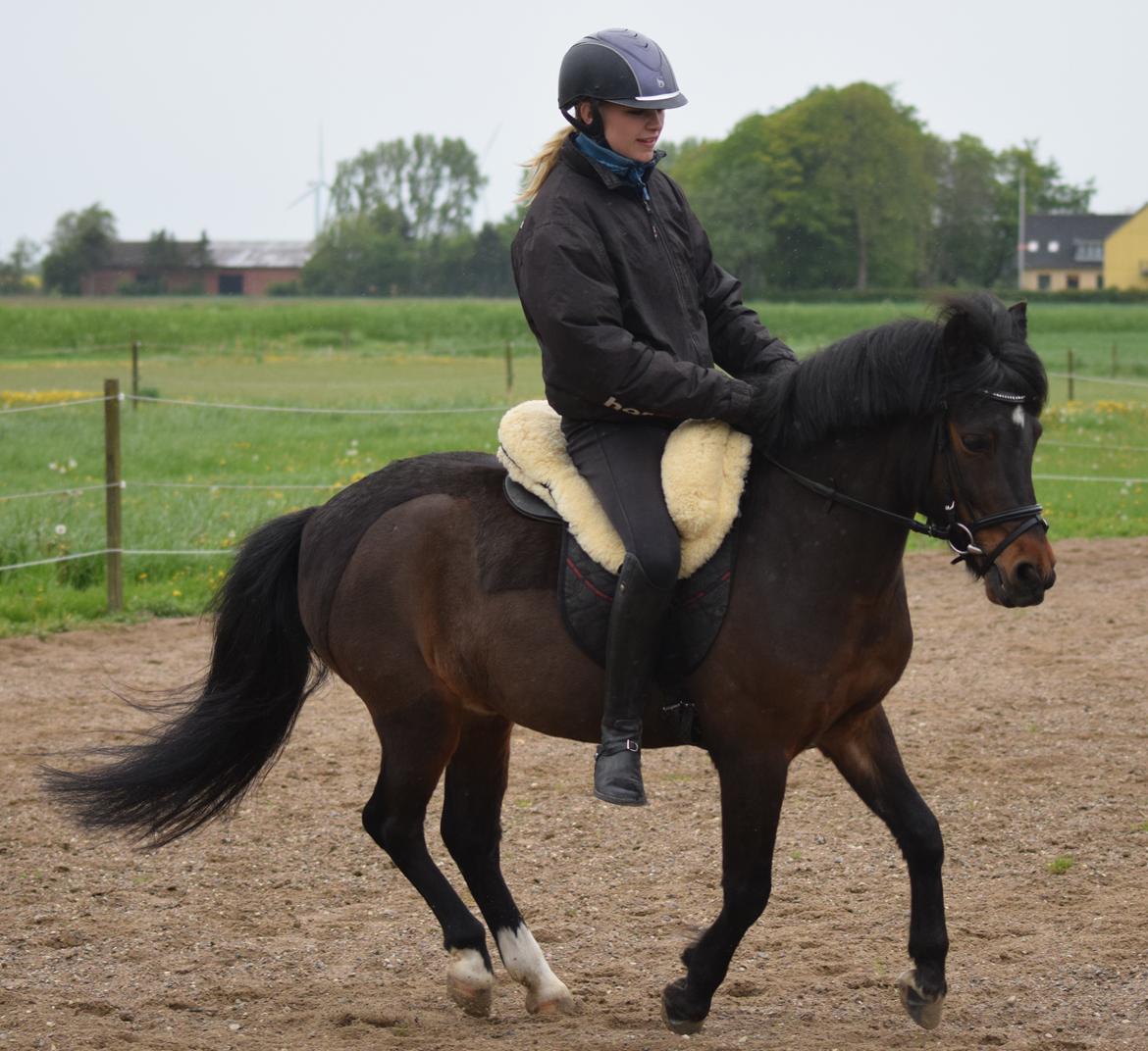 Anden særlig race Prins Ejgil billede 7