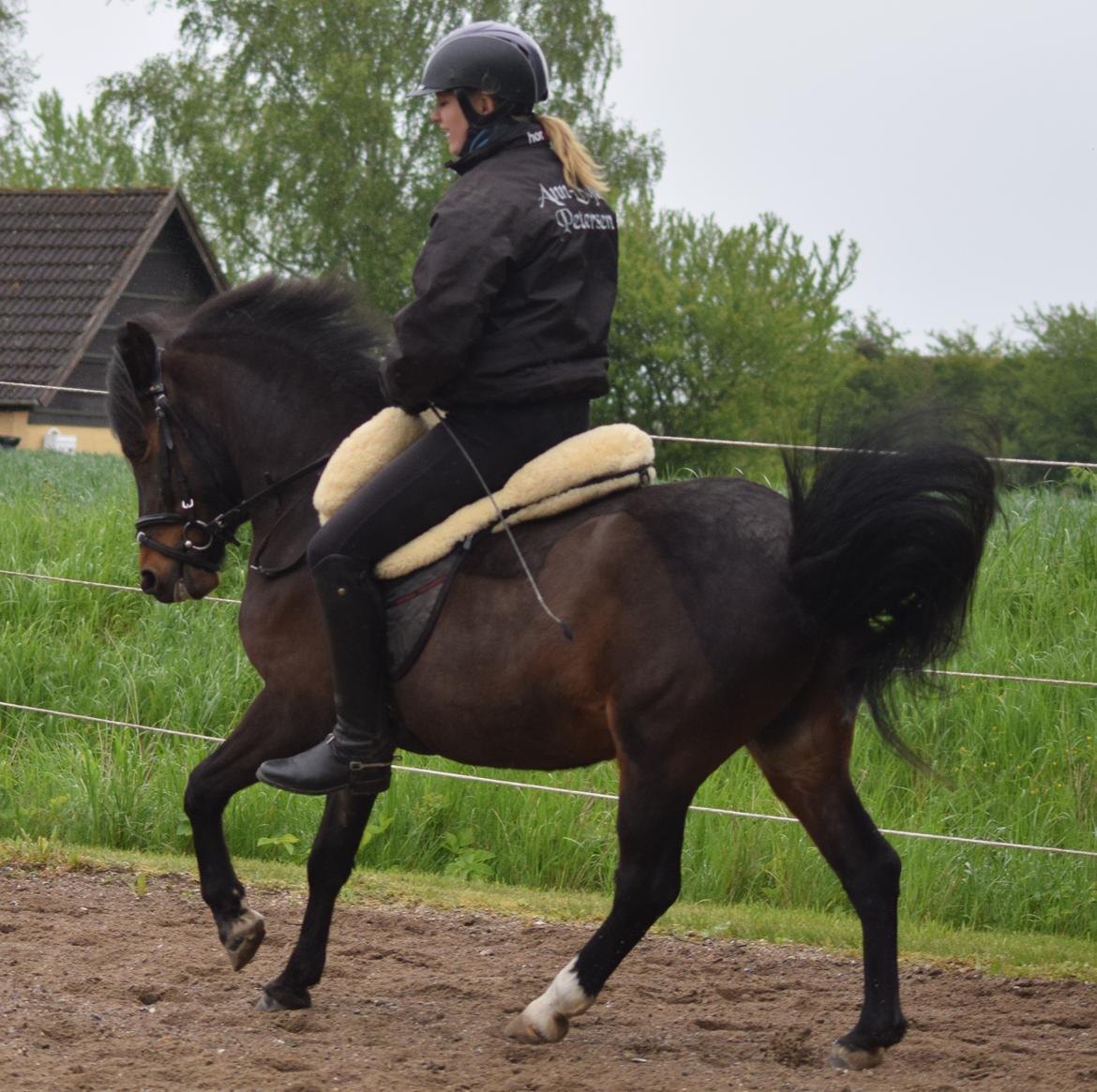 Anden særlig race Prins Ejgil billede 9