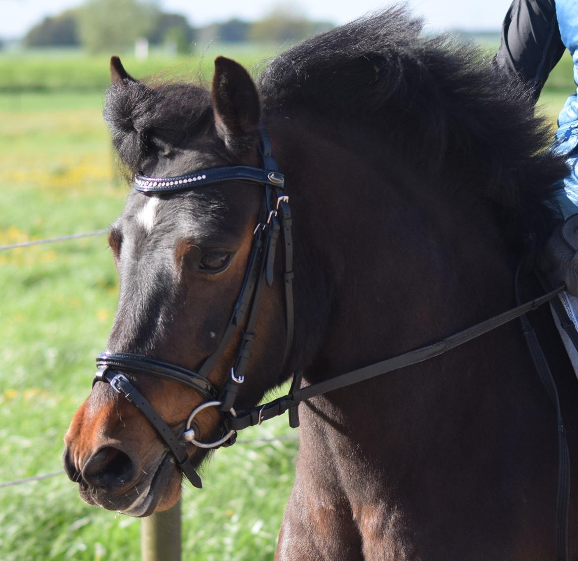 Anden særlig race Prins Ejgil billede 14