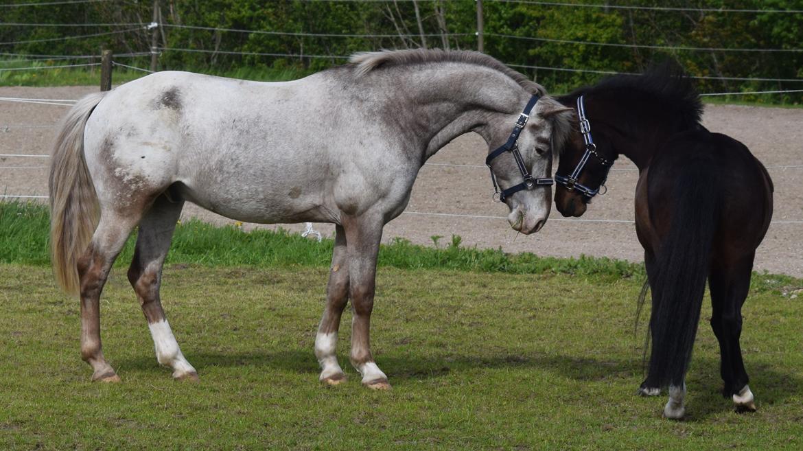 Anden særlig race Prins Ejgil billede 12