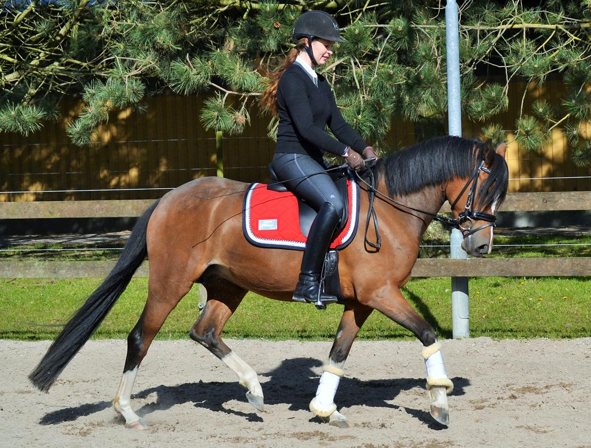 DSP Sweet Queen-Lau billede 14