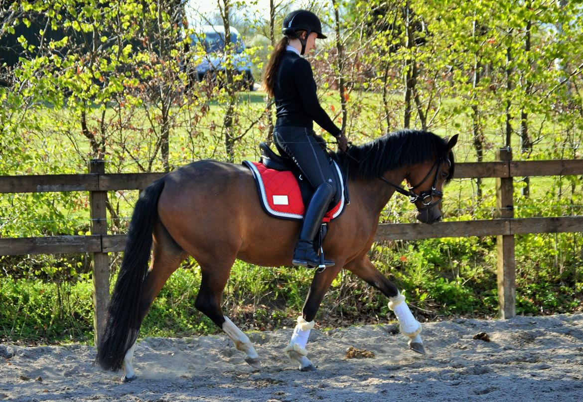 DSP Sweet Queen-Lau billede 15