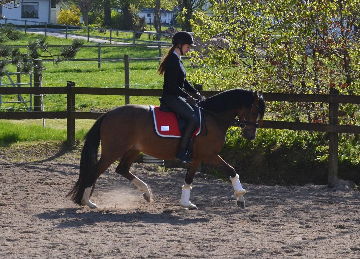 DSP Sweet Queen-Lau billede 16