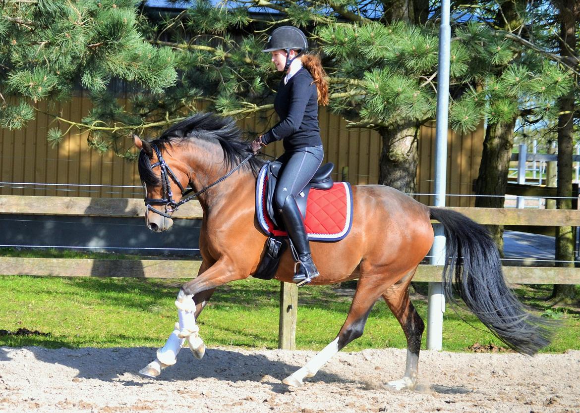 DSP Sweet Queen-Lau billede 17