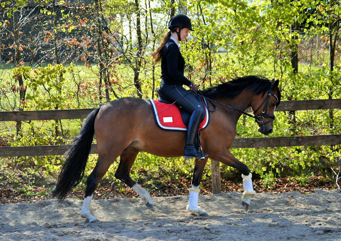 DSP Sweet Queen-Lau billede 18