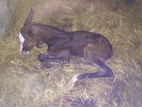 Dansk Varmblod Nn billede 1