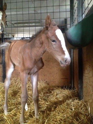 Dansk Varmblod Nn billede 2