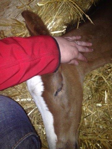 Dansk Varmblod Nn billede 3