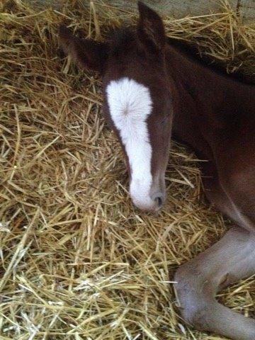 Dansk Varmblod Nn billede 4