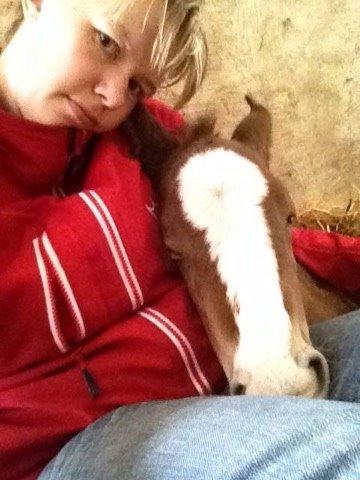 Dansk Varmblod Nn billede 5