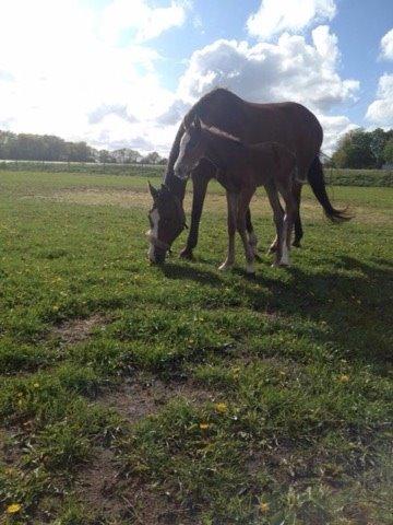 Dansk Varmblod Nn billede 6