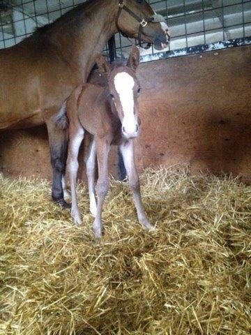 Dansk Varmblod Nn billede 7