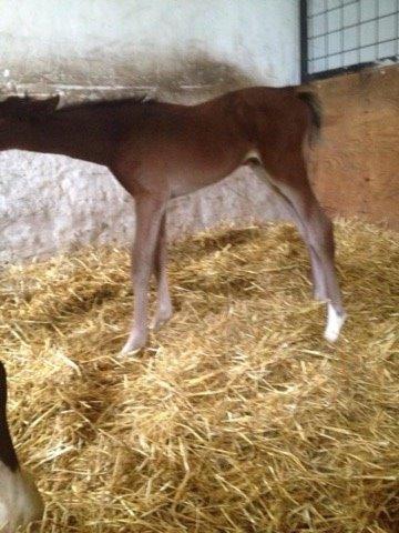 Dansk Varmblod Nn billede 8