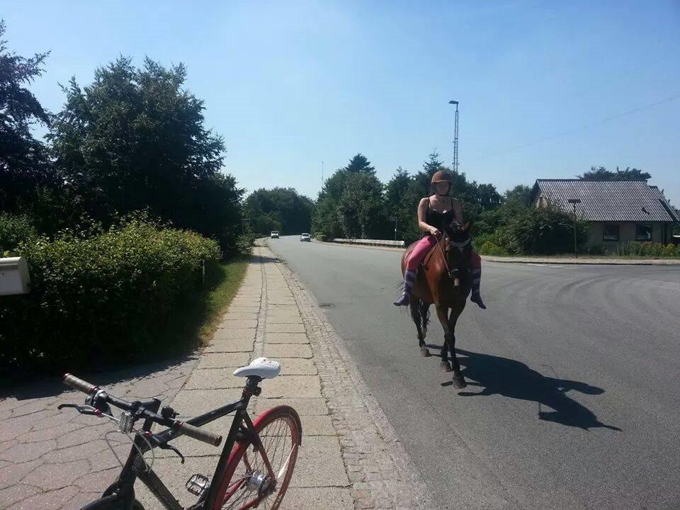 Svensk Varmblod Cassie - På tur rundt i byen ;-) sommer 2014 :-)  billede 2