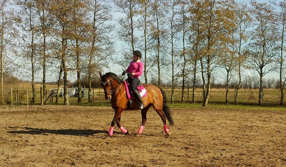 Svensk Varmblod Cassie - Dressur i dejligt solskin - april 2015 billede 4