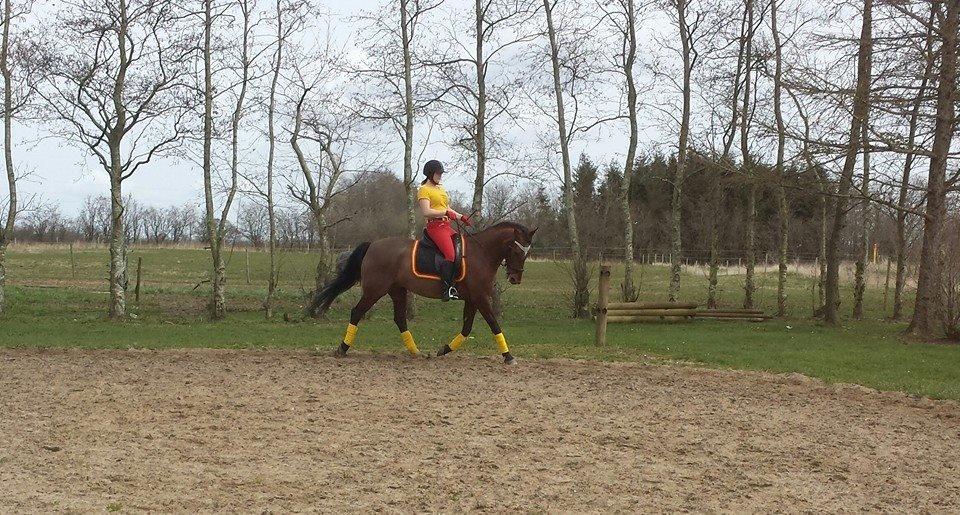 Svensk Varmblod Cassie - Dressur - april 2015 billede 6