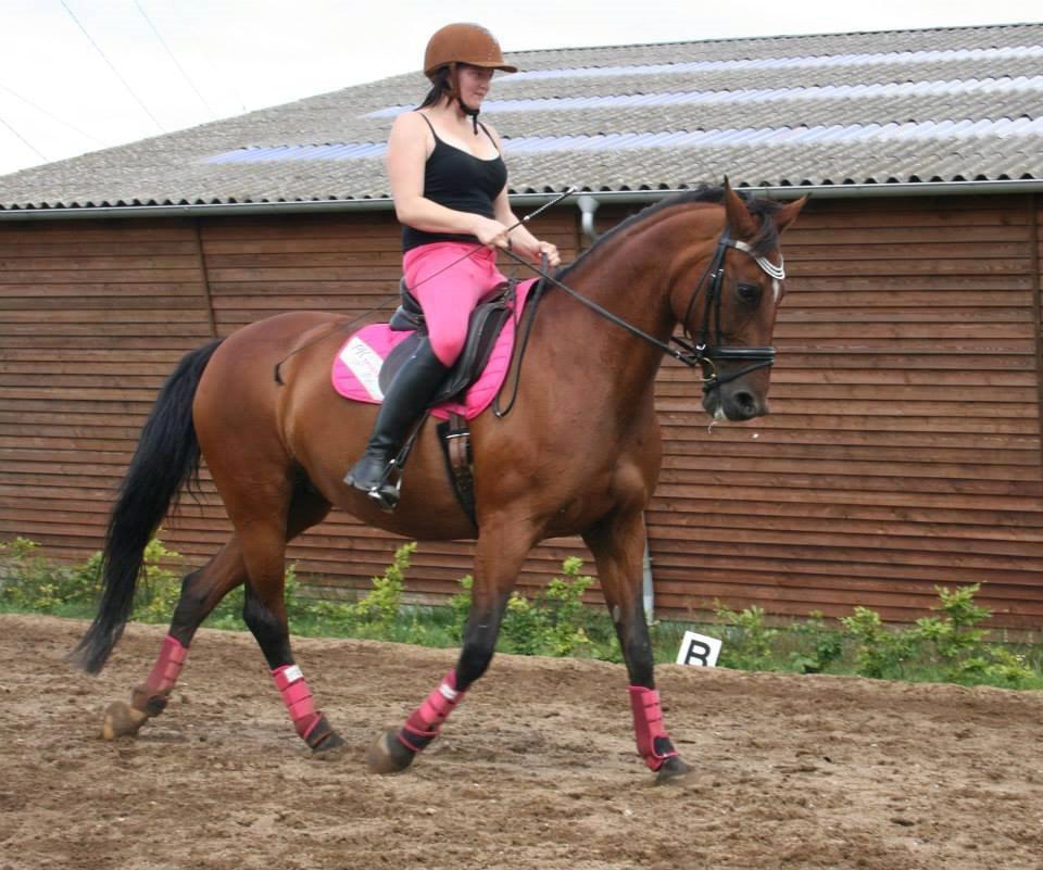 Svensk Varmblod Cassie - Dressur - sommer 2014 billede 19