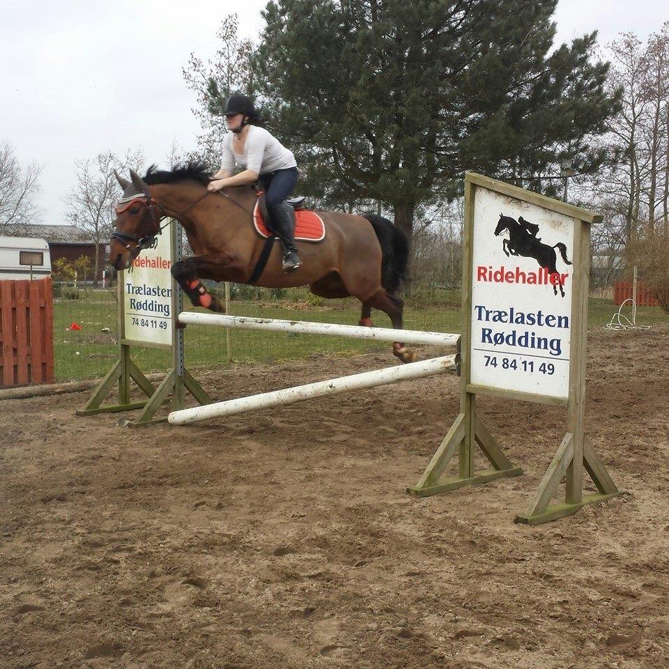 Svensk Varmblod Cassie - Spring - april 2015 billede 11