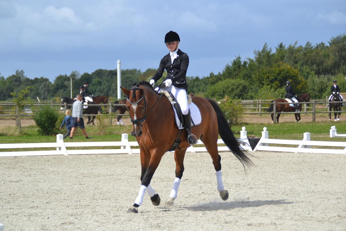 Anden særlig race Chanti billede 8