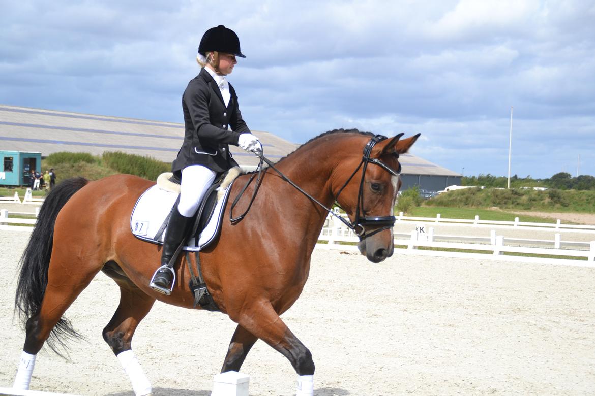 Anden særlig race Chanti billede 10