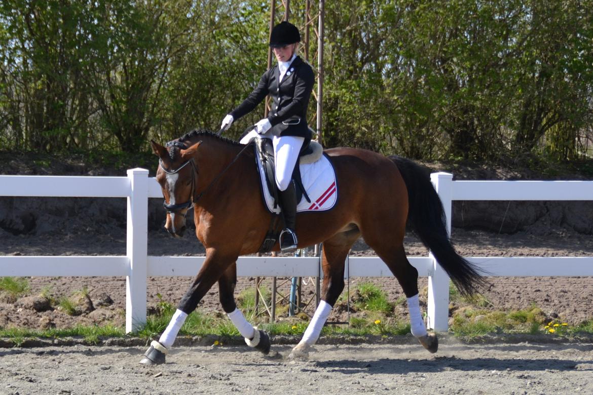 Anden særlig race Chanti billede 11