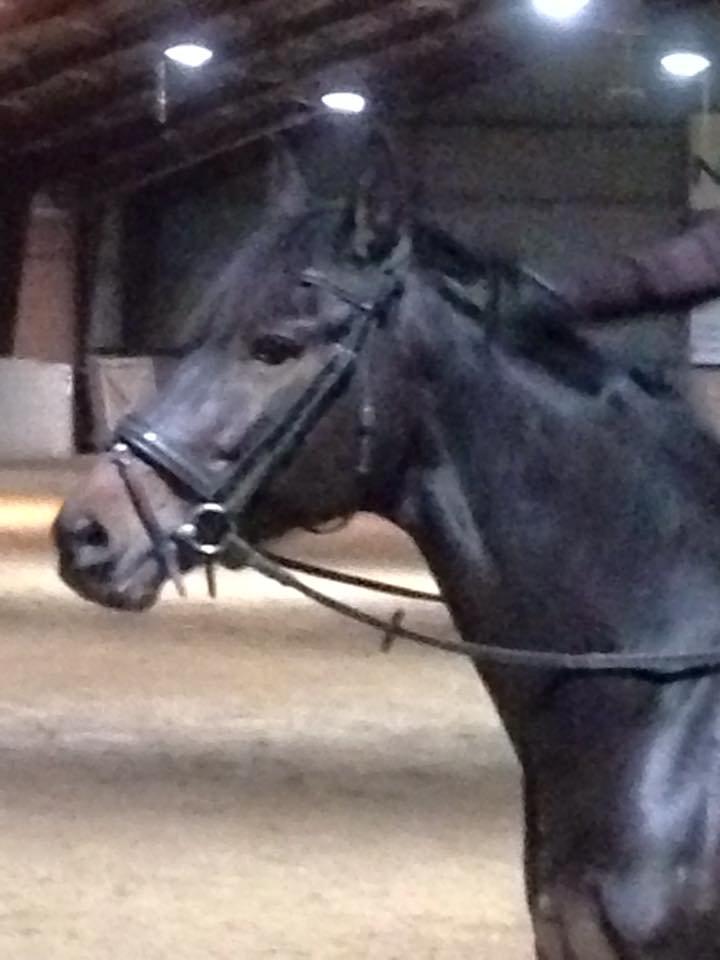 Anden særlig race Lineda billede 2