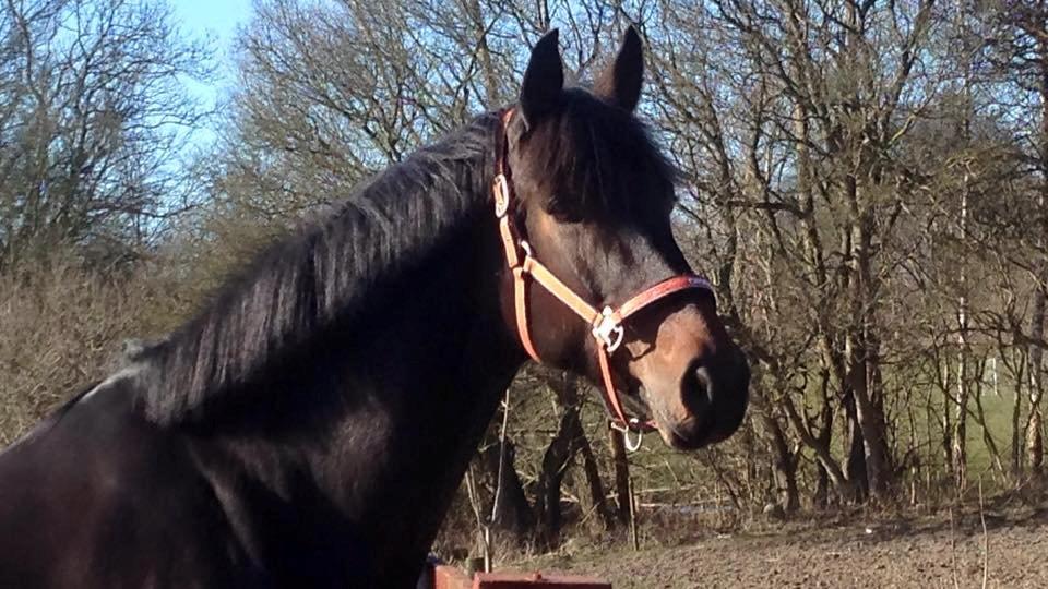 Anden særlig race Lineda billede 7