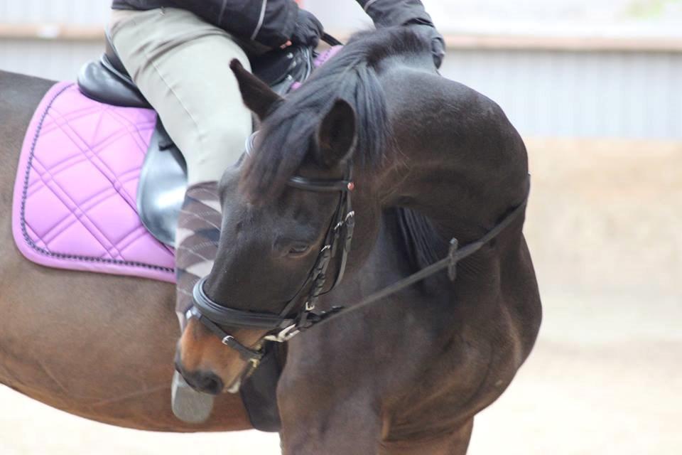 Trakehner Søndergårds Pegasus billede 2