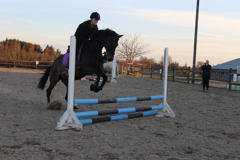 Trakehner Søndergårds Pegasus billede 4