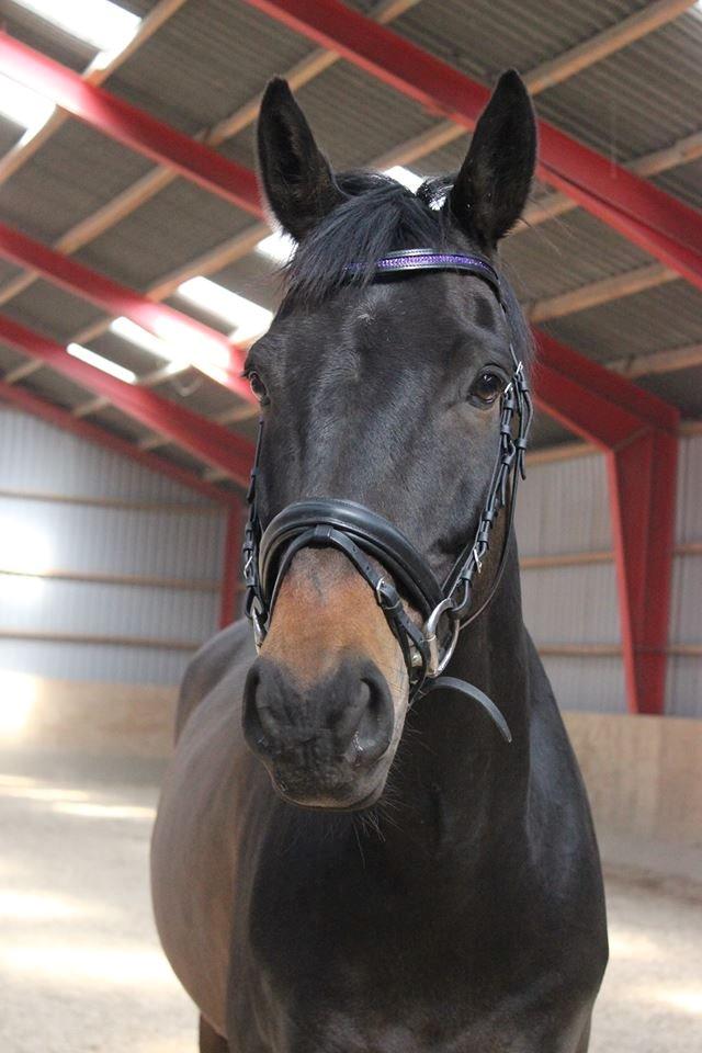 Trakehner Søndergårds Pegasus billede 1