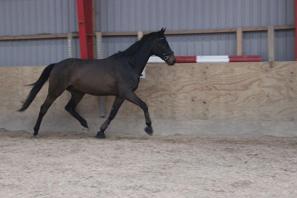 Trakehner Søndergårds Pegasus billede 5