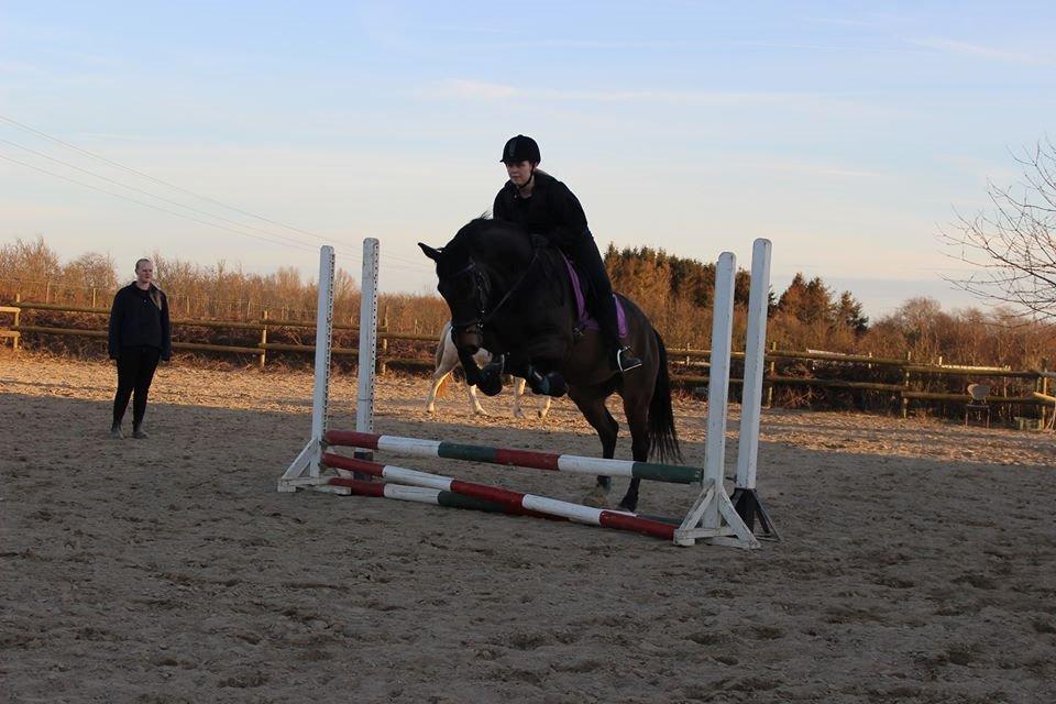 Trakehner Søndergårds Pegasus billede 3