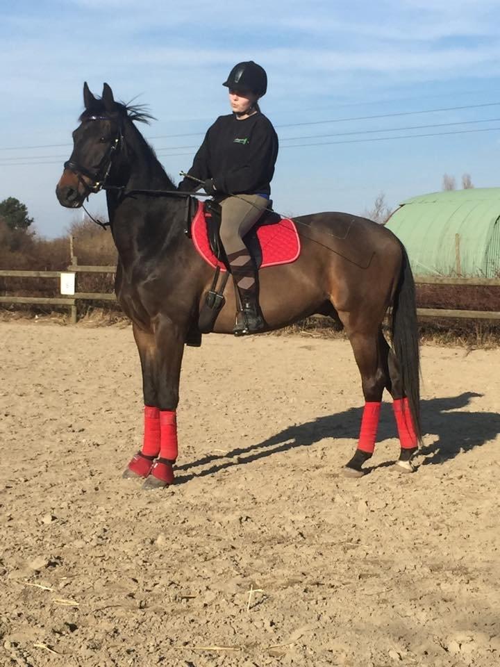 Trakehner Søndergårds Pegasus billede 6