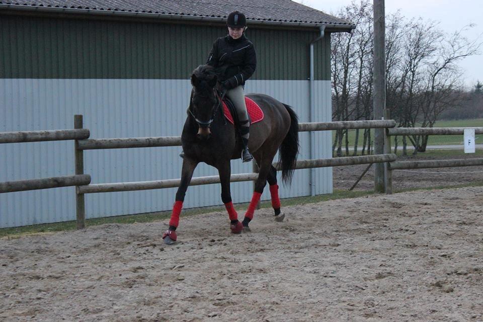 Trakehner Søndergårds Pegasus billede 7