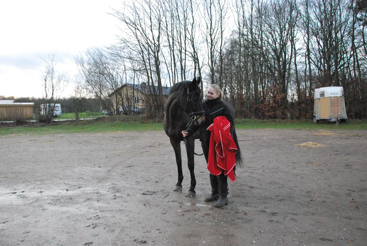 Trakehner Søndergårds Pegasus billede 8