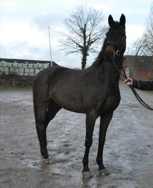 Trakehner Søndergårds Pegasus billede 9