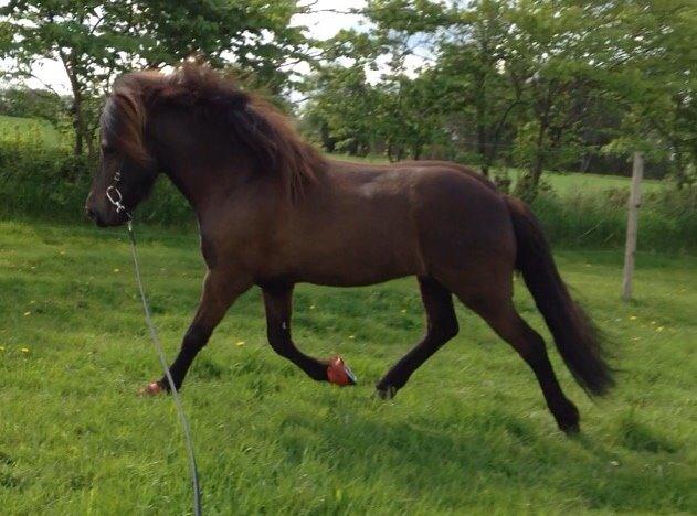 Islænder Stökull fra Studsgaard (Solgt) billede 20