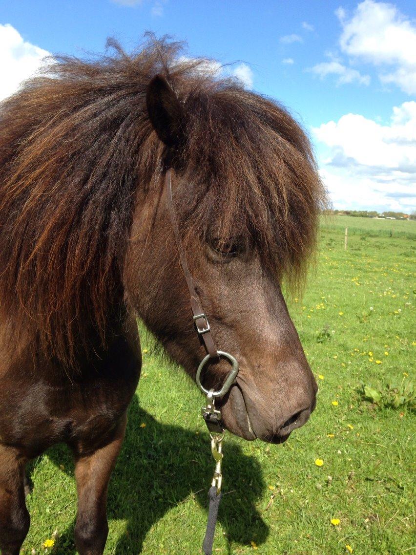 Islænder Stökull fra Studsgaard (Solgt) billede 8