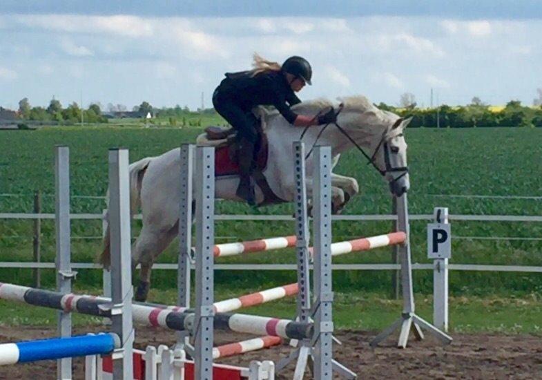 Irsk Sportspony Auburn Bobby billede 16