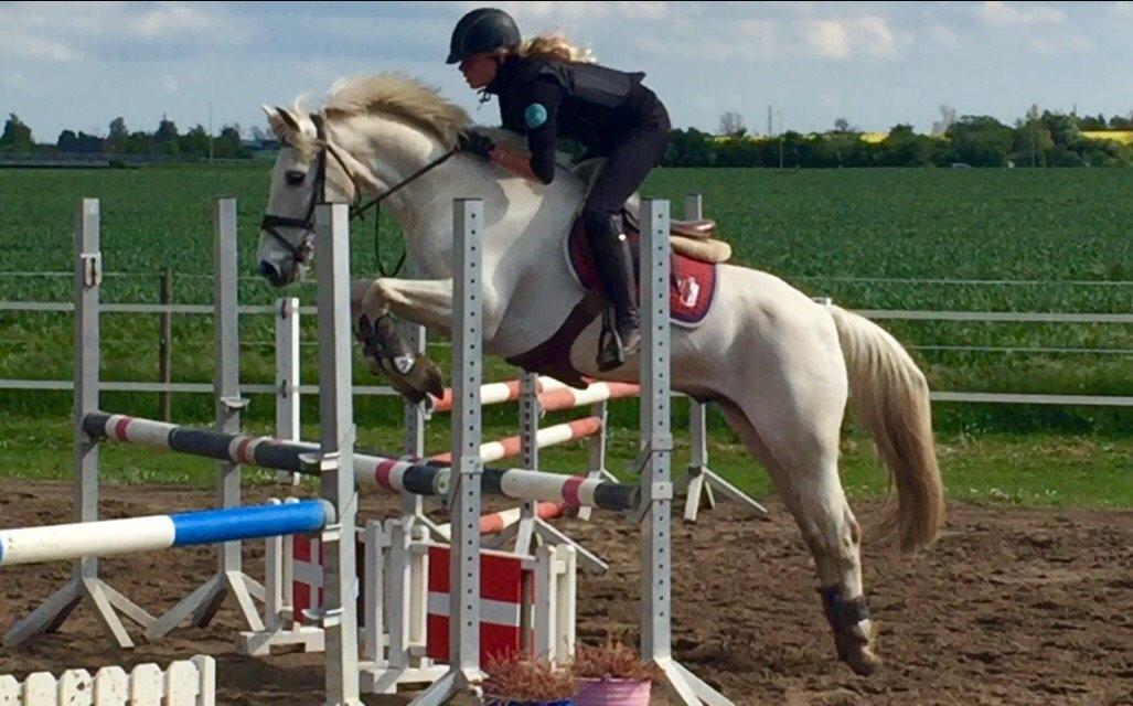 Irsk Sportspony Auburn Bobby billede 18