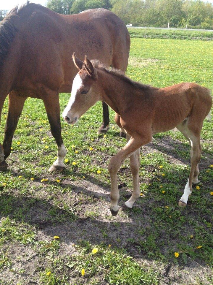 Dansk Varmblod Nn billede 9