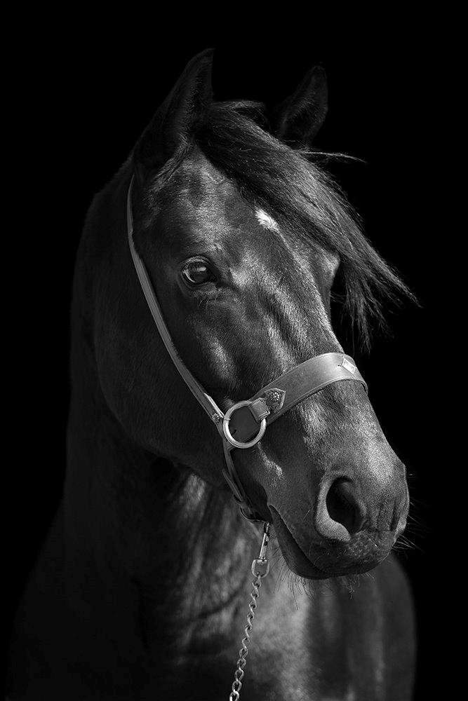 Anden særlig race Cointreau J - 21. april 2015 ... Drengens 6 års fødselsdag ... Fotograf: Sandra Hornshøj Buus/Tales by Sipo (Mig) billede 10