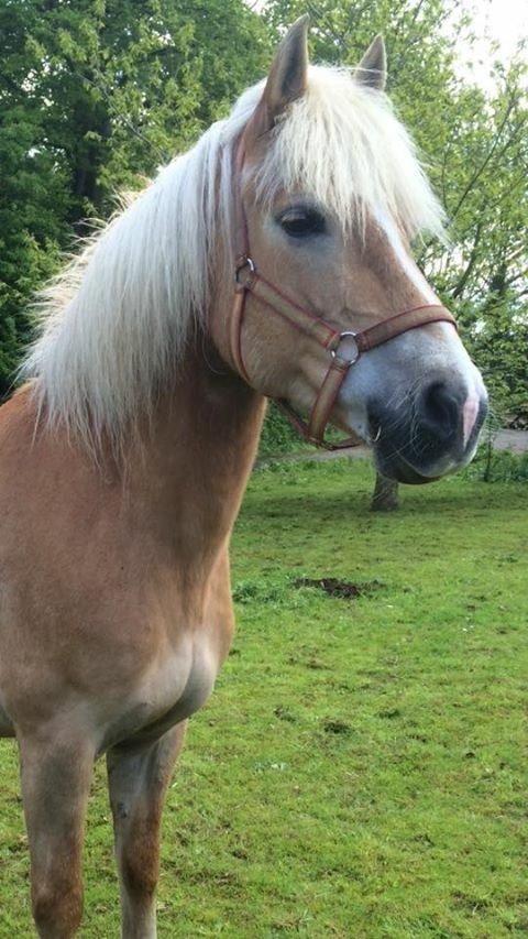 Tyroler Haflinger Mistery<3 billede 1