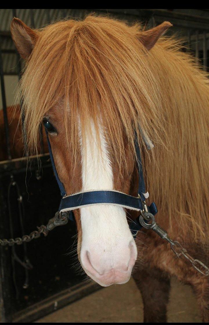 Islænder Emma fra Kalsiggård billede 11